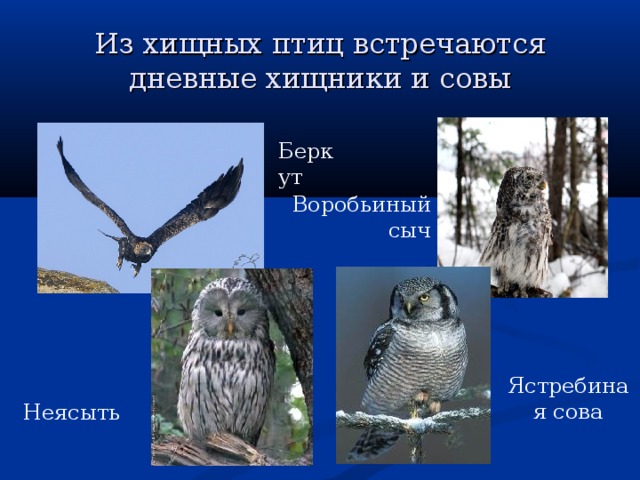 Из хищных птиц встречаются дневные хищники и совы Беркут Воробьиный сыч Ястребиная сова Неясыть 