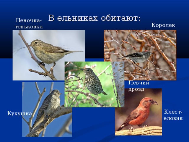 В ельниках обитают: Пеночка-теньковка Королек Певчий дрозд Клест-еловик Кукушка 