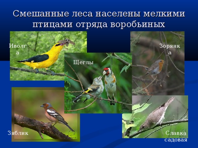 Смешанные леса населены мелкими птицами отряда воробьиных Иволга Зорянка Щеглы Зяблик Славка садовая 