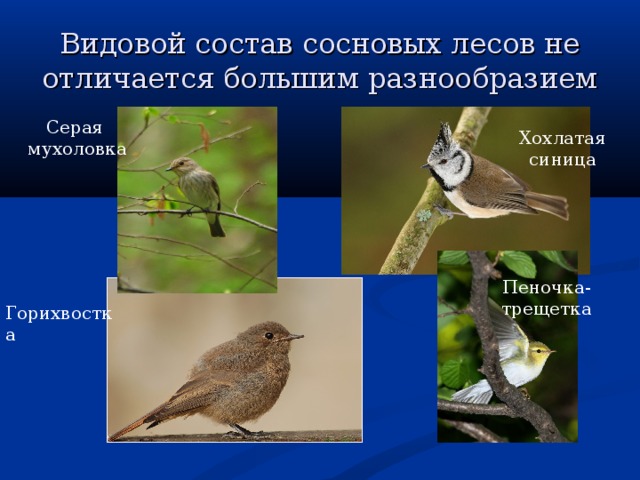 Видовой состав сосновых лесов не отличается большим разнообразием Серая мухоловка Хохлатая синица Пеночка-трещетка Горихвостка 