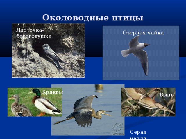 Околоводные птицы Ласточка-береговушка Озерная чайка Кряквы Выпь Серая цапля 