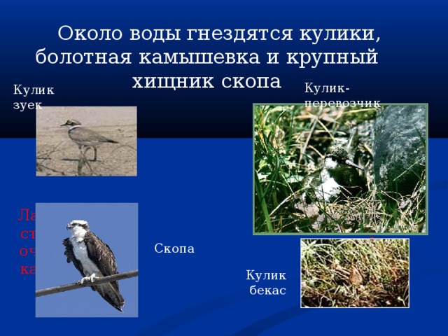  Около воды гнездятся кулики, болотная камышевка и крупный хищник скопа Кулик-перевозчик Кулик зуек Голубь Ласточка Снегирь Ворона Скопа Кулик бекас 