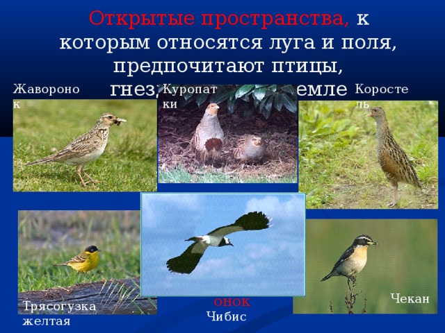 Открытые пространства, к которым относятся луга и поля, предпочитают птицы, гнездящиеся на земле Жаворонок Коростель Куропатки Жаворонок Чекан Трясогузка желтая Чибис 