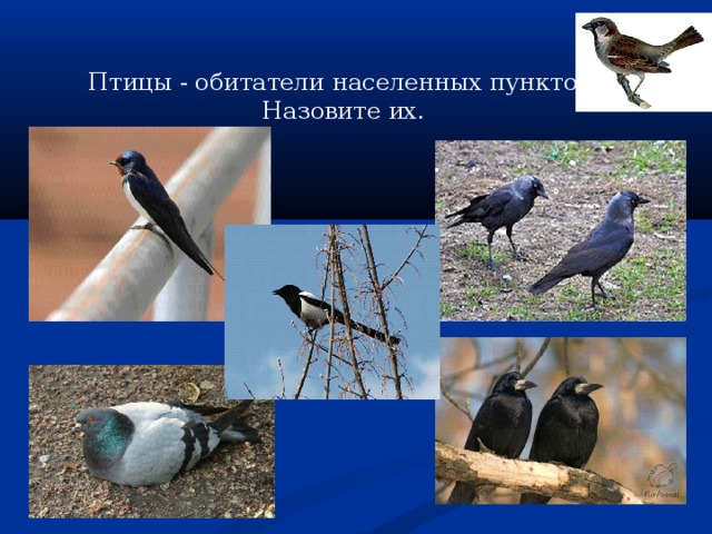 Птицы - обитатели населенных пунктов. Назовите их. 
