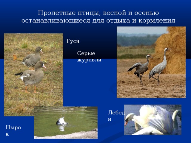 Пролетные птицы, весной и осенью останавливающиеся для отдыха и кормления Гуси Серые журавли Лебеди Нырок 
