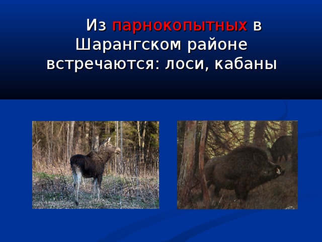  Из парнокопытных в Шарангском районе  встречаются: лоси,  кабаны 