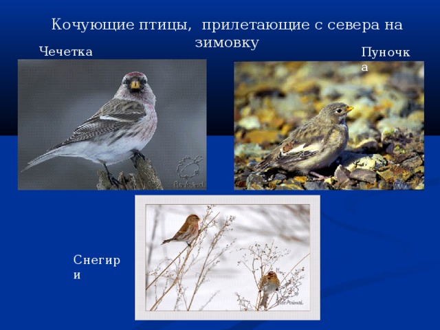 Кочующие птицы, прилетающие с севера на зимовку Чечетка Пуночка Снегири 