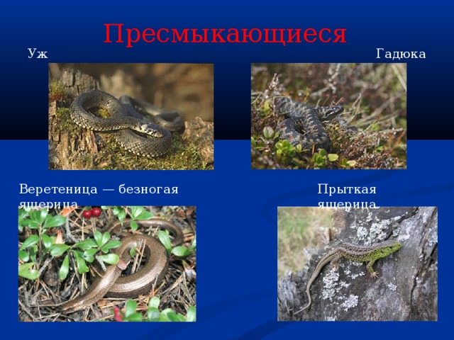 Пресмыкающиеся Уж Гадюка Веретеница — безногая ящерица Прыткая ящерица 