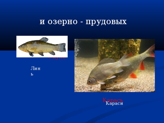  и озерно - прудовых Окунь Линь Карась Караси 