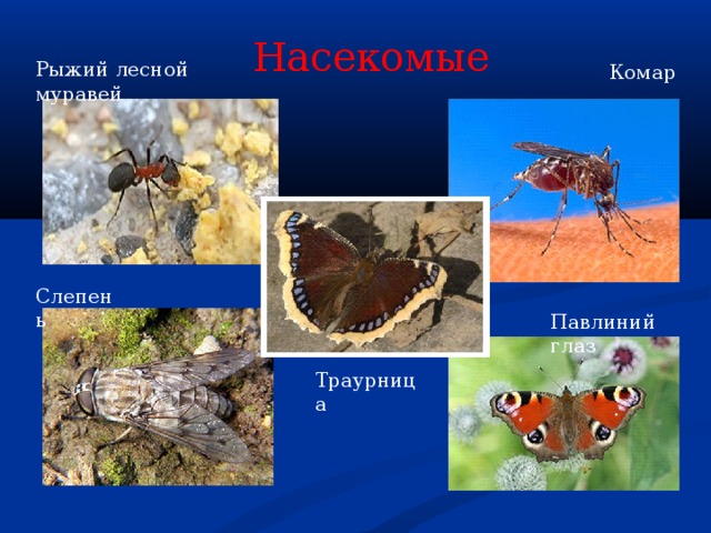 Насекомые Рыжий лесной муравей Комар Слепень Павлиний глаз Траурница 