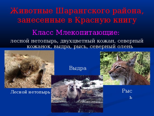 Животные Шарангского района, занесенные в Красную книгу Класс Млекопитающие: лесной нетопырь, двухцветный кожан, северный кожанок, выдра, рысь, северный олень Выдра Рысь Лесной нетопырь 