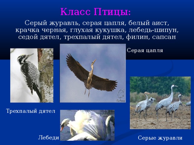 Класс Птицы: Серый журавль, серая цапля, белый аист, крачка черная, глухая кукушка, лебедь-шипун, седой дятел, трехпалый дятел, филин, сапсан Серая цапля Трехпалый дятел Лебеди Серые журавли 