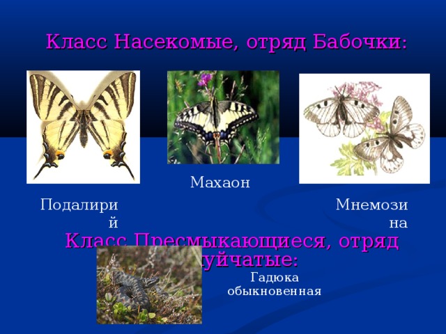 Класс Насекомые, отряд Бабочки: Махаон Подалирий Мнемозина Класс Пресмыкающиеся, отряд Чешуйчатые: Гадюка обыкновенная 