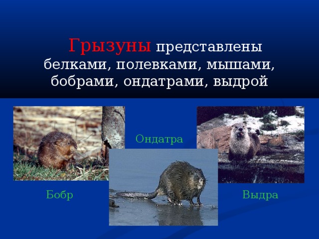  Грызуны представлены белками, полевками, мышами, бобрами, ондатрами, выдрой Ондатра Бобр Выдра 