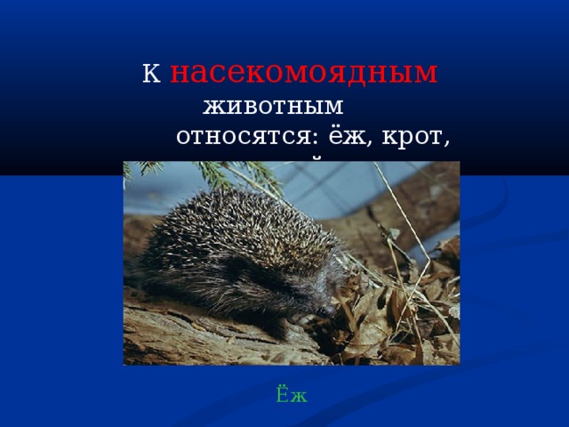  К насекомоядным  животным  относятся: ёж, крот, землеройка Ёж 