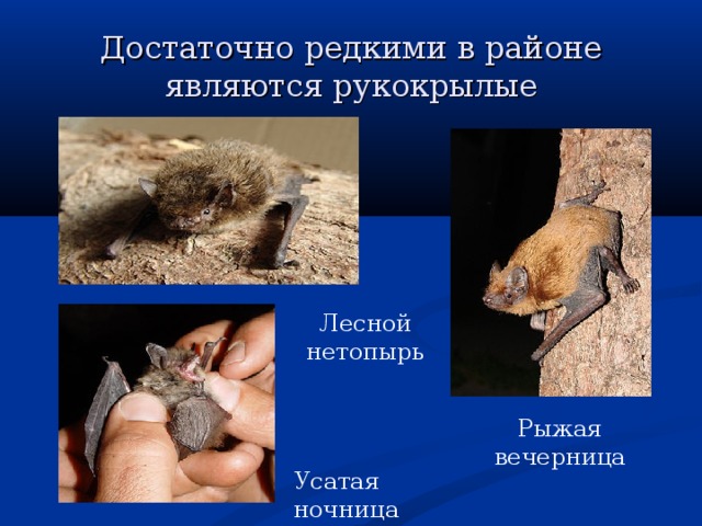 Достаточно редкими в районе являются рукокрылые Лесной нетопырь Рыжая вечерница Усатая ночница 