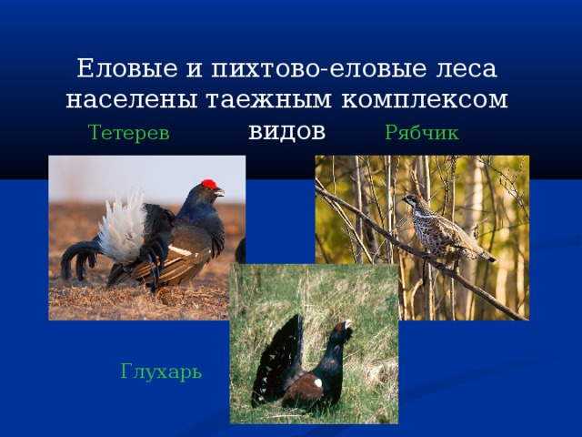 Еловые и пихтово-еловые леса населены таежным комплексом видов Тетерев Рябчик Глухарь 