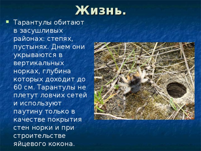 Жизнь. Тарантулы обитают в засушливых районах: степях, пустынях. Днем они укрываются в вертикальных норках, глубина которых доходит до 60 см. Тарантулы не плетут ловчих сетей и используют паутину только в качестве покрытия стен норки и при строительстве яйцевого кокона. 