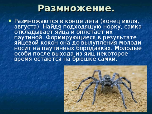Размножение. Размножаются в конце лета (конец июля, августа). Найдя подходящую норку, самка откладывает яйца и оплетает их паутиной. Формирующиеся в результате яйцевой кокон она до вылупления молоди носит на паутинных бородавках. Молодые особи после выхода из яиц некоторое время остаются на брюшке самки. 