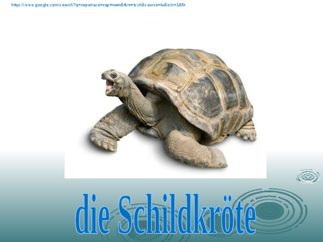 https://www.google.com/search?q= черепаха+картинки& tbm=isch&source=iu&ictx=1&fir  
