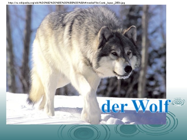 https://ru.wikipedia.org/wiki/%D0%92%D0%BE%D0%BB%D0%BA#/media/File:Canis_lupus_265b.jpg 