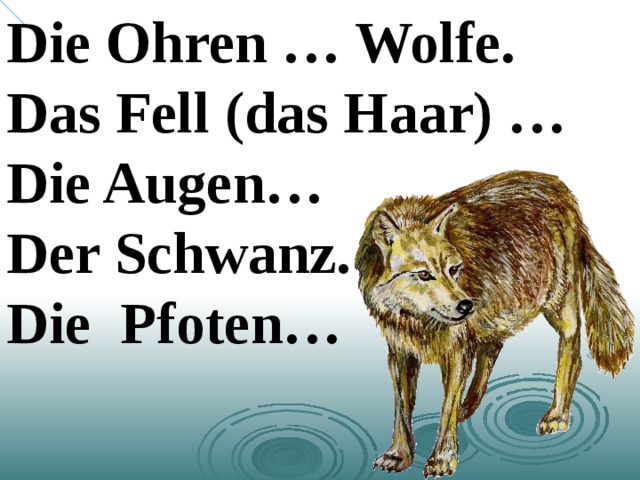 Die Ohren … Wolfe. Das Fell (das Haar) … Die Augen… Der Schwanz. Die Pfoten…  