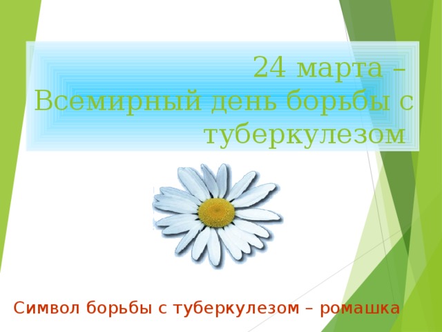 24 марта –  Всемирный день борьбы с туберкулезом Символ борьбы с туберкулезом – ромашка 