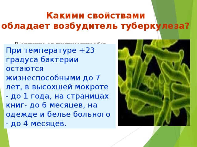 Какими свойствами  обладает возбудитель туберкулеза?   В отличие от других микробов, микобактерия туберкулеза чрезвычайно живуча: отлично себя чувствует и в земле, и в снегу, устойчива к воздействию спирта, кислоты и щелочи. Погибнуть она может лишь под длительным воздействием прямых солнечных лучей, высоких температур и хлорсодержащих веществ. При температуре +23 градуса бактерии остаются жизнеспособными до 7 лет, в высохшей мокроте - до 1 года, на страницах книг- до 6 месяцев, на одежде и белье больного - до 4 месяцев. 
