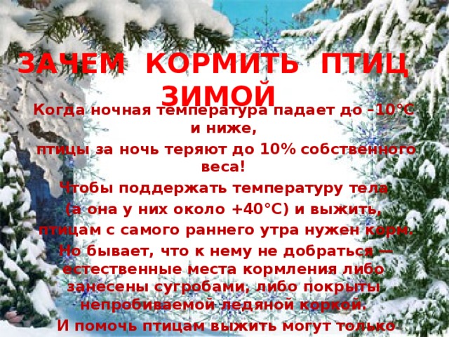 ЗАЧЕМ КОРМИТЬ ПТИЦ ЗИМОЙ Когда ночная температура падает до –10°С и ниже,  птицы за ночь теряют до 10% собственного веса!  Чтобы поддержать температуру тела (а она у них около +40°С) и выжить,  птицам с самого раннего утра нужен корм.  Но бывает, что к нему не добраться — естественные места кормления либо занесены сугробами, либо покрыты непробиваемой ледяной коркой.  И помочь птицам выжить могут только люди! 