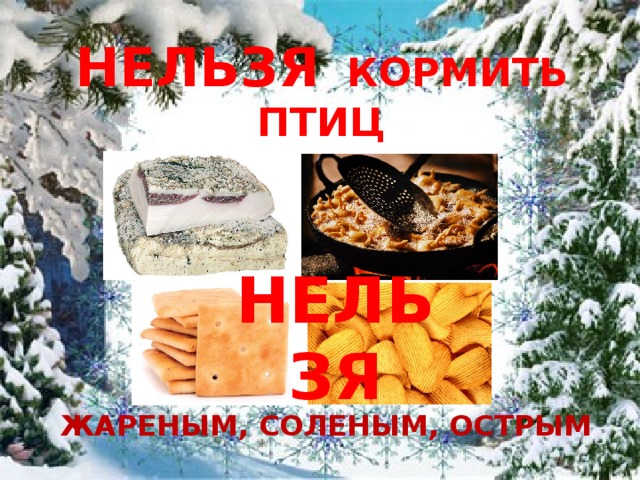 НЕЛЬЗЯ КОРМИТЬ ПТИЦ    ЖАРЕНЫМ, СОЛЕНЫМ, ОСТРЫМ НЕЛЬЗЯ 