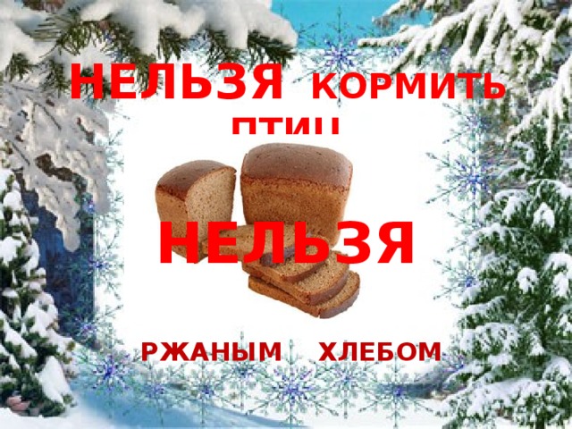 НЕЛЬЗЯ КОРМИТЬ ПТИЦ  РЖАНЫМ ХЛЕБОМ    НЕЛЬЗЯ 