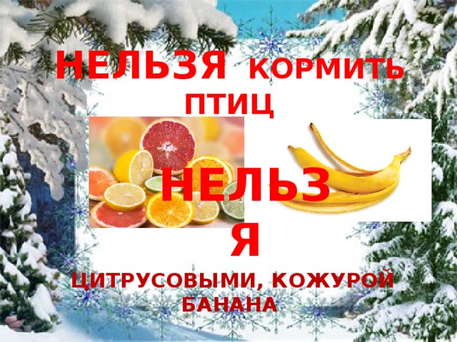 НЕЛЬЗЯ КОРМИТЬ ПТИЦ  ЦИТРУСОВЫМИ, КОЖУРОЙ БАНАНА    НЕЛЬЗЯ 