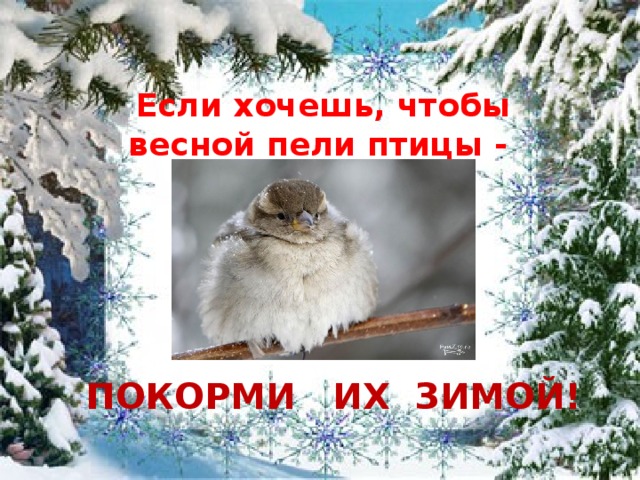 Если хочешь, чтобы весной пели птицы -   ПОКОРМИ ИХ ЗИМОЙ! 