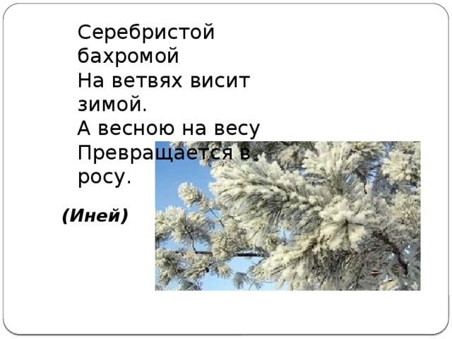 Серебристой бахромой  На ветвях висит зимой.  А весною на весу  Превращается в росу. (Иней)