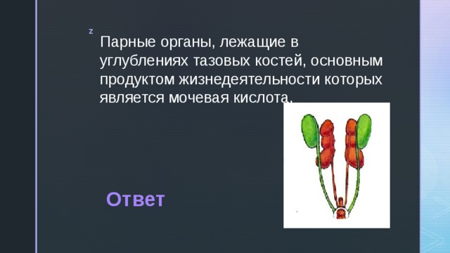 Парные органы, лежащие в углублениях тазовых костей, основным продуктом жизнедеятельности которых является мочевая кислота. Ответ 