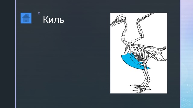 Киль 