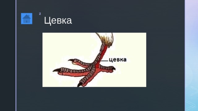 Цевка 