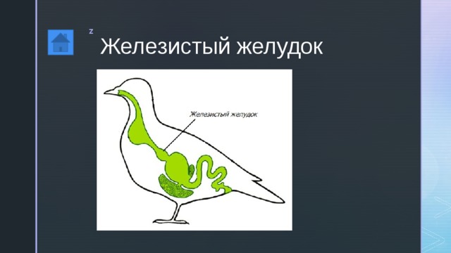 Железистый желудок 