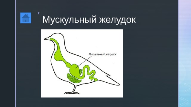 Мускульный желудок 