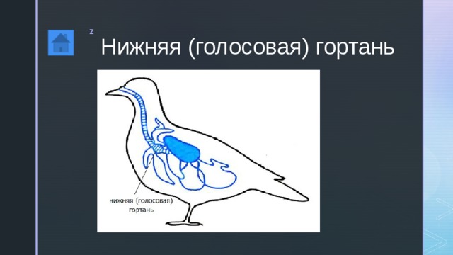 Нижняя (голосовая) гортань 