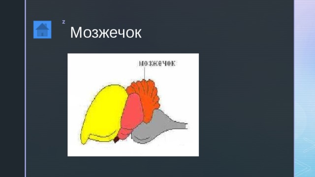 Мозжечок 