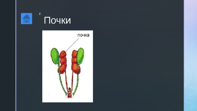 Почки 