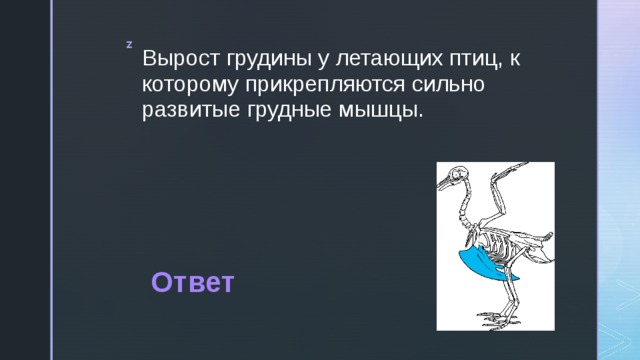 Вырост грудины у летающих птиц, к которому прикрепляются сильно развитые грудные мышцы. Ответ 