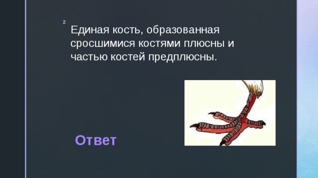 Единая кость, образованная сросшимися костями плюсны и частью костей предплюсны. Ответ 