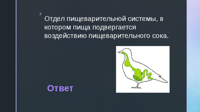 Отдел пищеварительной системы, в котором пища подвергается воздействию пищеварительного сока. Ответ 