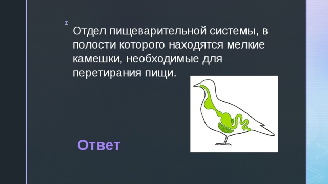 Отдел пищеварительной системы, в полости которого находятся мелкие камешки, необходимые для перетирания пищи. Ответ 