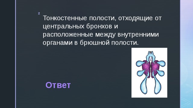 Тонкостенные полости, отходящие от центральных бронхов и расположенные между внутренними органами в брюшной полости. Ответ 