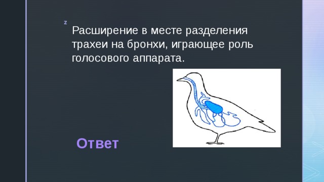 Расширение в месте разделения трахеи на бронхи, играющее роль голосового аппарата. Ответ 