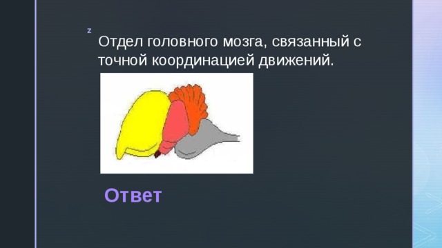 Отдел головного мозга, связанный с точной координацией движений. Ответ 