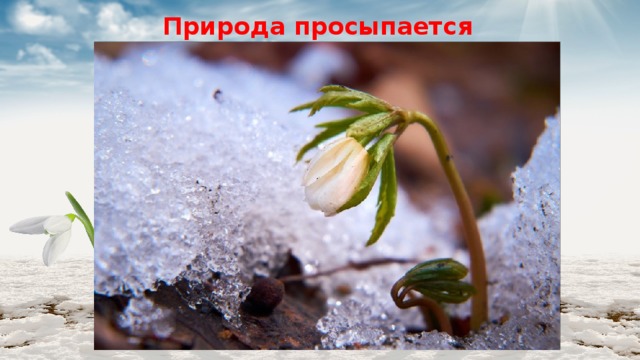 Природа просыпается 